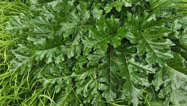 Vad ska vi ha oss till?